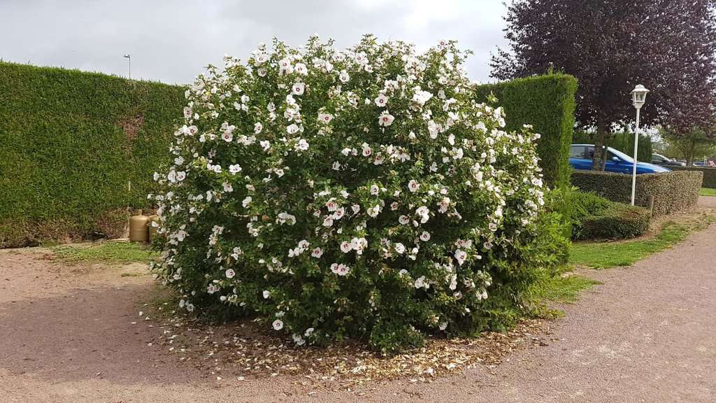 Hibiscus syriacus 'Red Heart' 100-125 cm